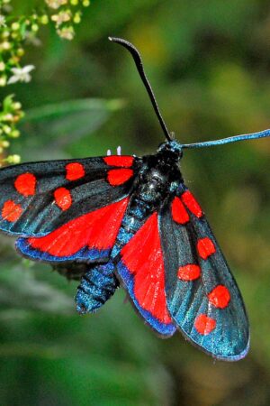 Zygaena butterfly suncatcher, stained glass window hangings, unique Mother's Day gift, gift for mom, handmade home decor, modern wall art