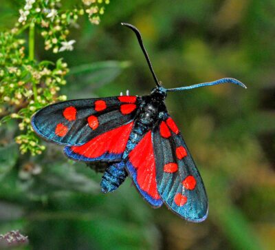 Zygaena butterfly suncatcher, stained glass window hangings, unique Mother's Day gift, gift for mom, handmade home decor, modern wall art